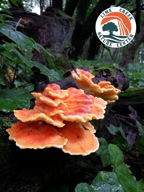 Photo for Conservation Coffee Club - Iowa's Fascinating Fungus