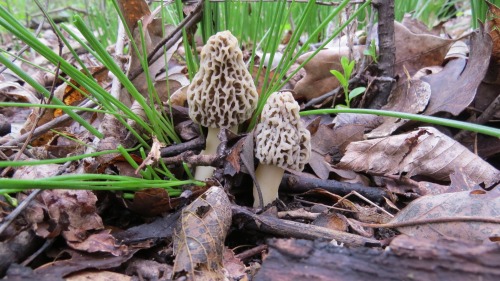 Photo for Mushroom Foray