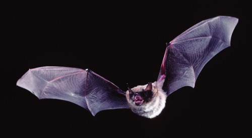 Photo for Wildlife Wonders - Creepy Critters