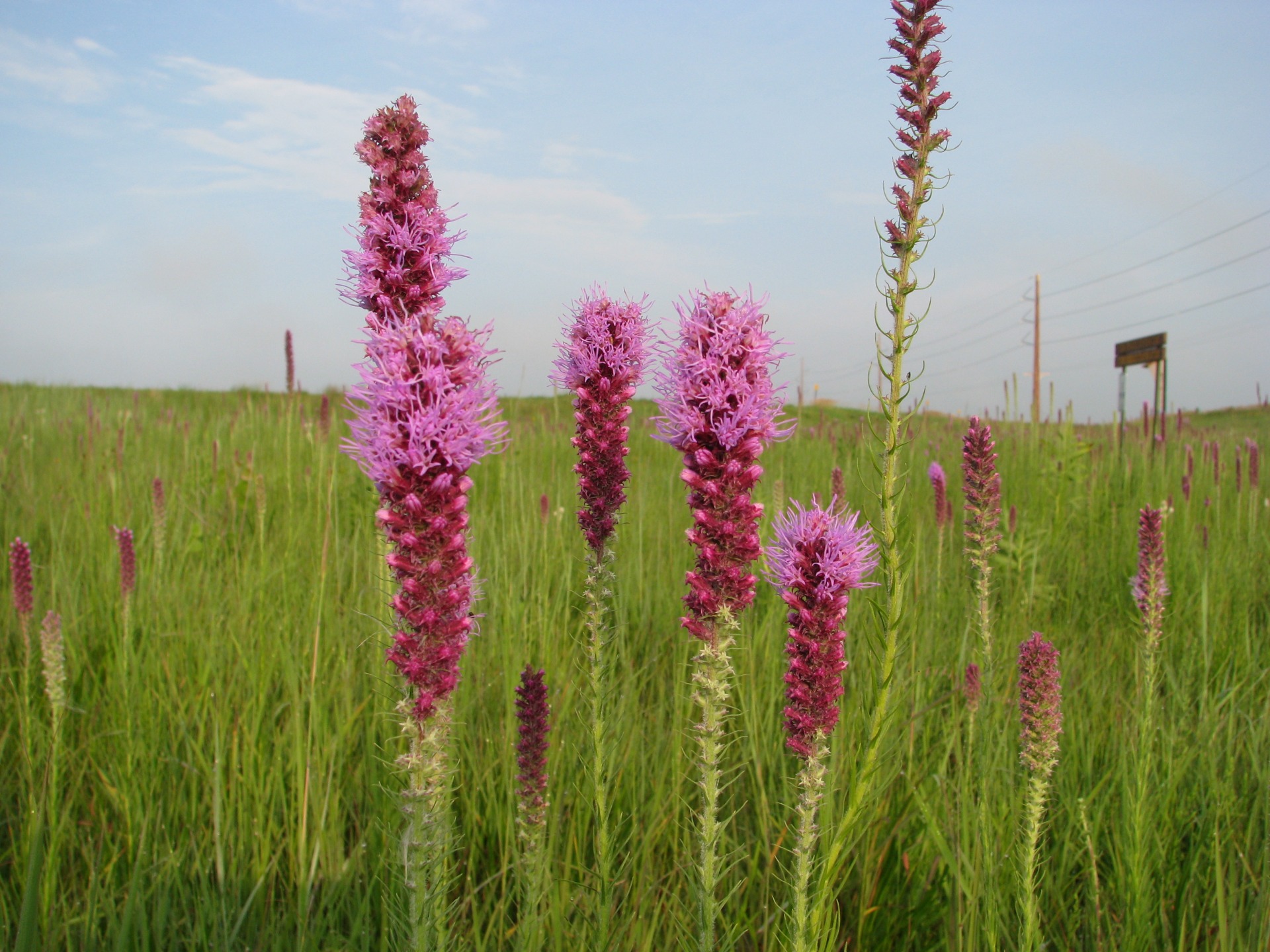 Prairie Blazing Star